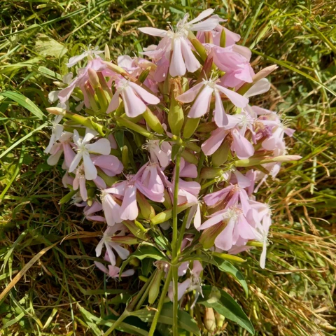 L'Harmonie des Simples