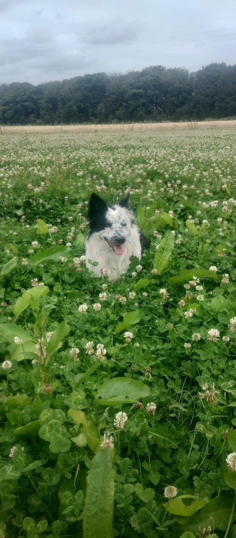 Bergerie de Kroaz Min