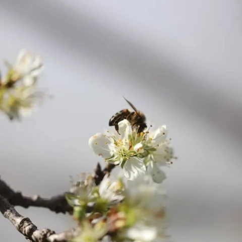 Pauline Pollen - Apicultrice