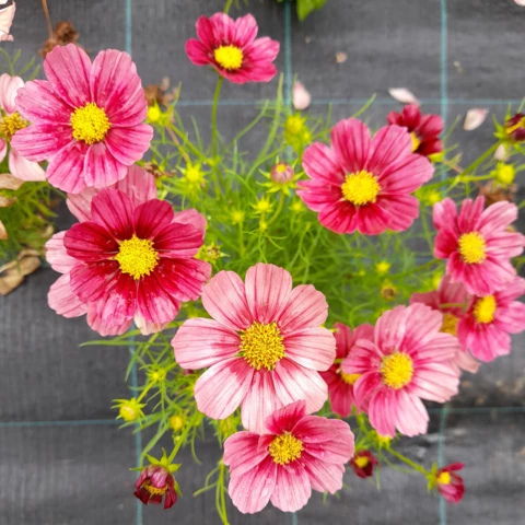 Ferme florale du Salabert