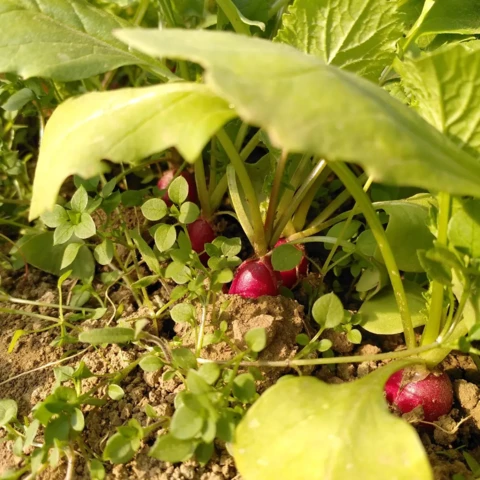 La Ferme des Tilleuls