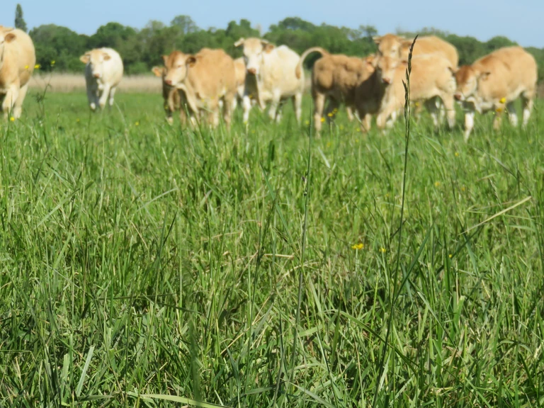 Bienvenu sur notre Ferme - Elevage Monchany