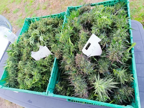 Biscanna 40