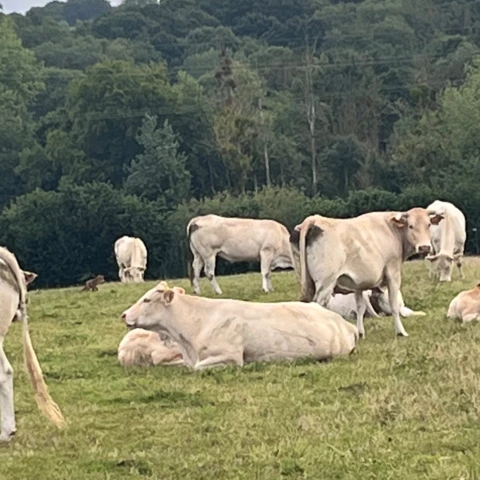 La ferme de sous la ville 