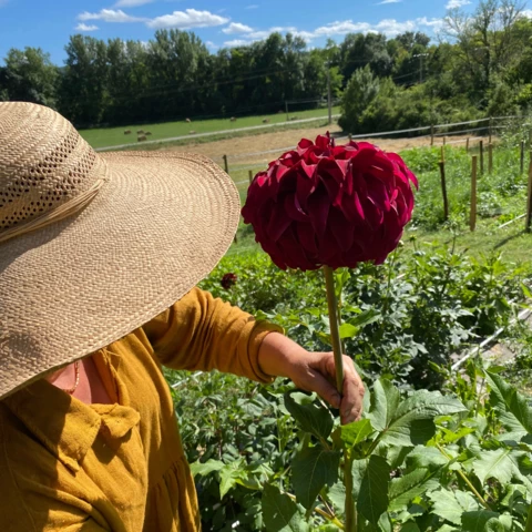 Les Fleurs de Saint-Sernin