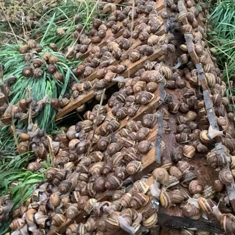 L'Escargot de Mouliherne
