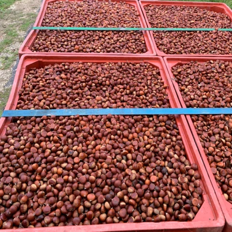 Les Vergers des Doud's