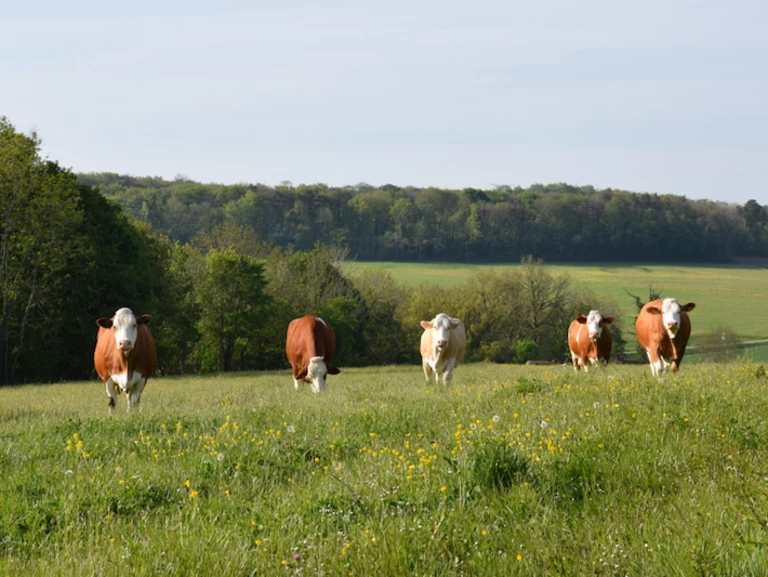 🐮 À la rencontre de notre troupeau de vaches Simmental Française 🐮