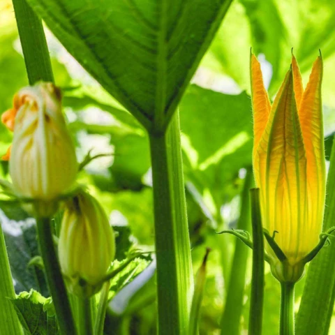 Les Maraîchers de l'Auberdière