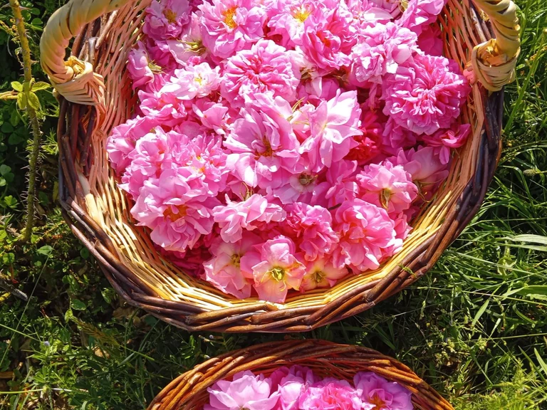 Producteurs de roses anciennes en Occitanie - LA FERME NATURE