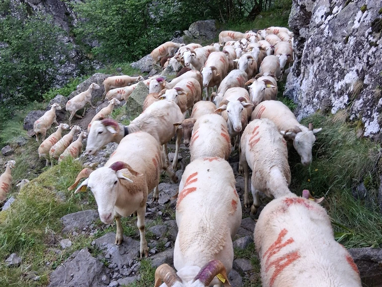 ÉLEVER AUTREMENT, C’EST D’ABORD BIEN CONNAÎTRE SES ANIMAUX - LA BERGERIE DU FREYCHE