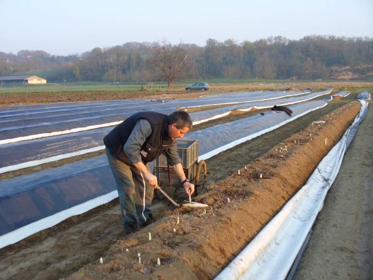 Producteur d’asperges blanches et vertes - DIVANOIX