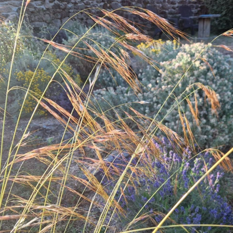 PEPINIERE DE FLEUR EN FLEUR