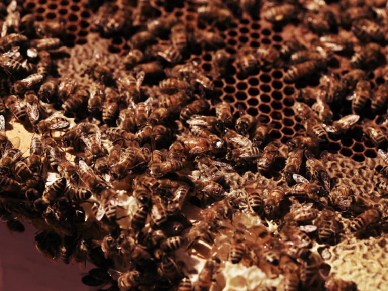 Le soin aux abeilles - Abeilles et Papillons