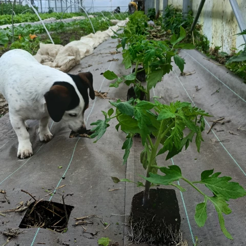 GAEC les petits bregeons
