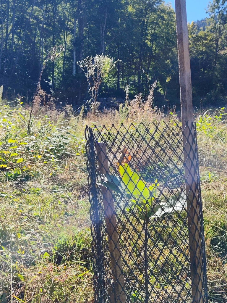 Des plantations d'arbres pour protéger nos cultures - Bienvenue