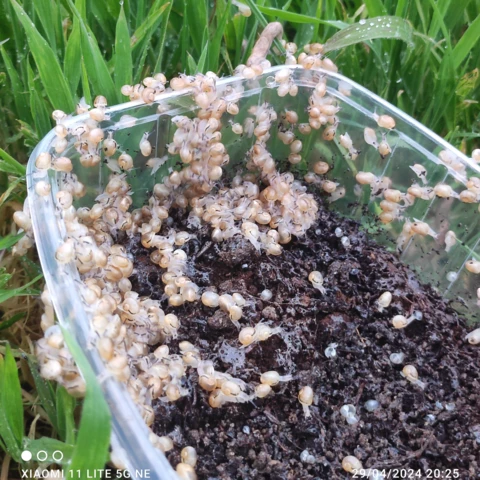 Les Cagouilles de Cornou