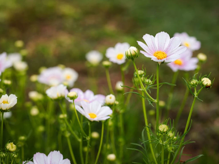 📍Marchés et livraisons locaux - Ferme florale de la Galagère