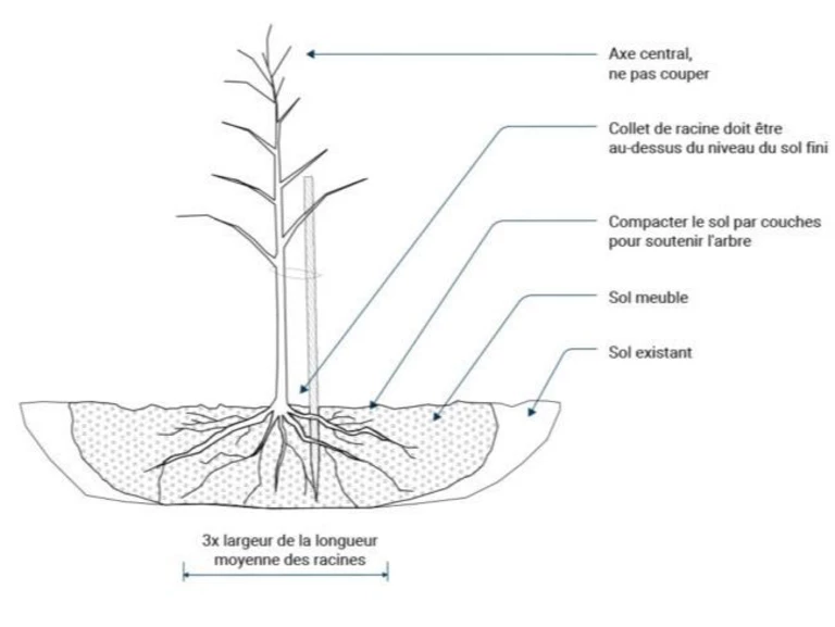 Planter un arbre fruitier à racines nues - Pépinière de la Gartempe