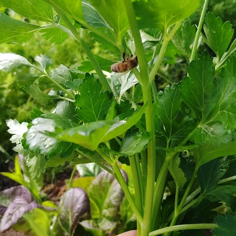 Les jardins de 13 vents