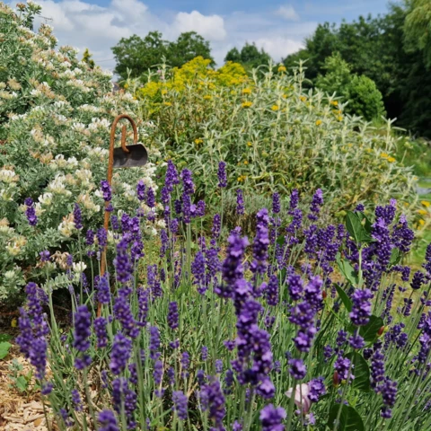 PEPINIERE DE FLEUR EN FLEUR