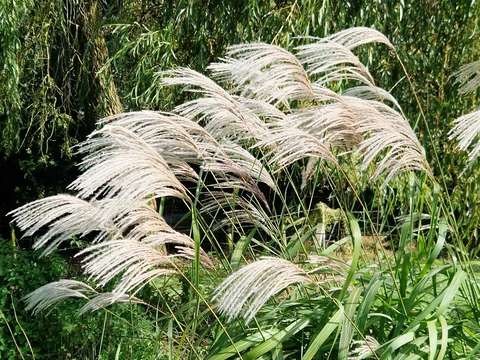 PEPINIERE DE FLEUR EN FLEUR