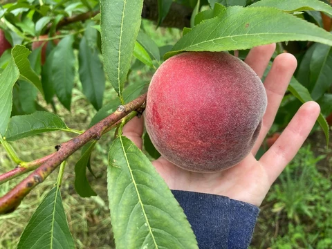 LES VERGERS DE SAUVAGNAS