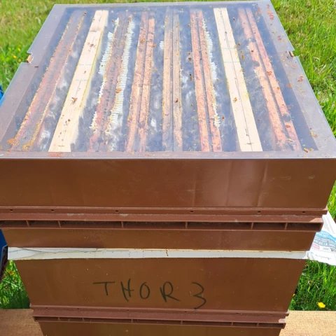 vivre avec l'abeille