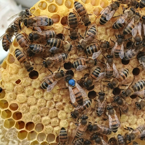 L'Abeille et les Reines d'Argonne