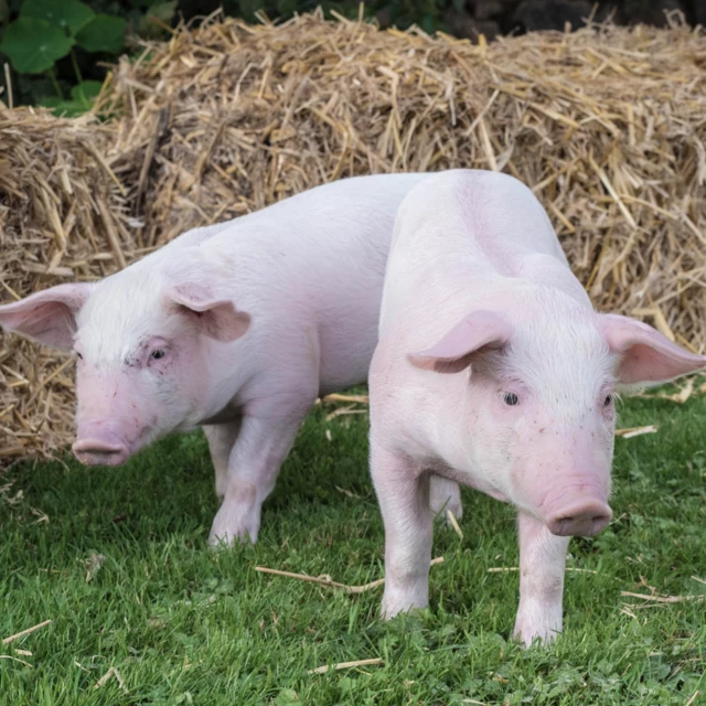 Galerie - Ty Pig