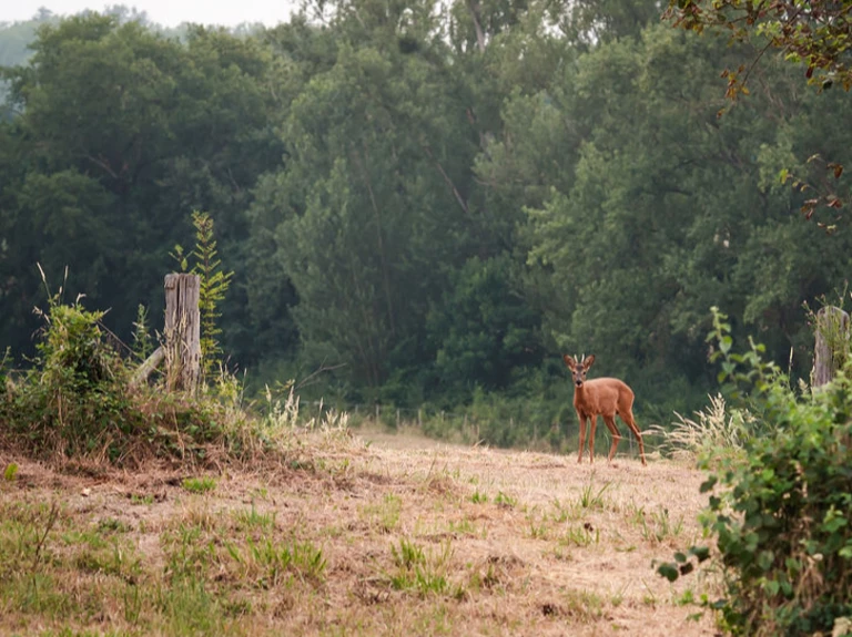 ✨ 📷 Photos - Ferme florale de la Galagère