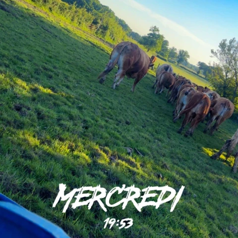 changement de pré pour les louloutes... - La ferme d'Oliveau