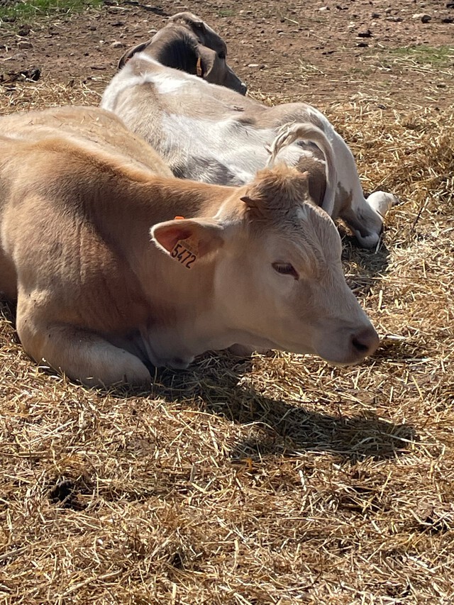 Galerie - Ferme nevianaise