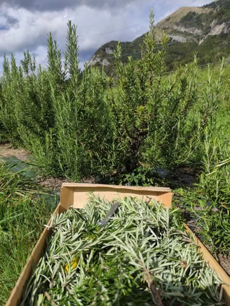 Nos cultures : Les plantes aromatiques - Bienvenue