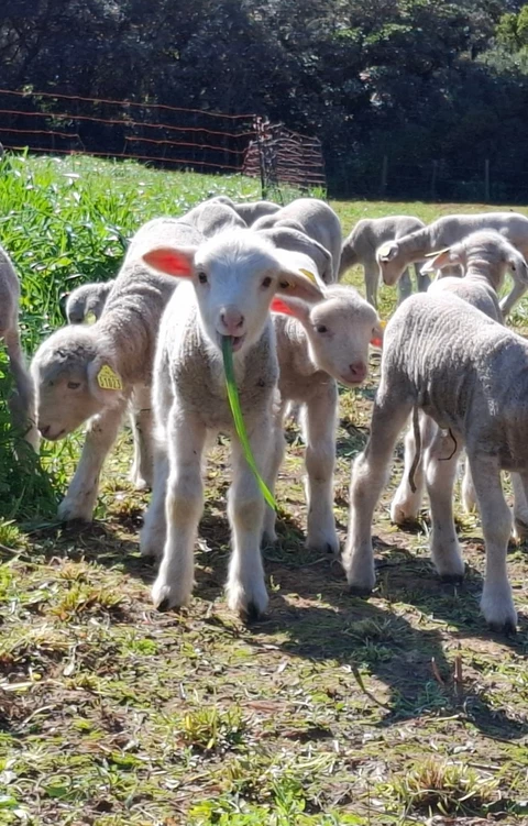 GAEC l'agneau du gardon