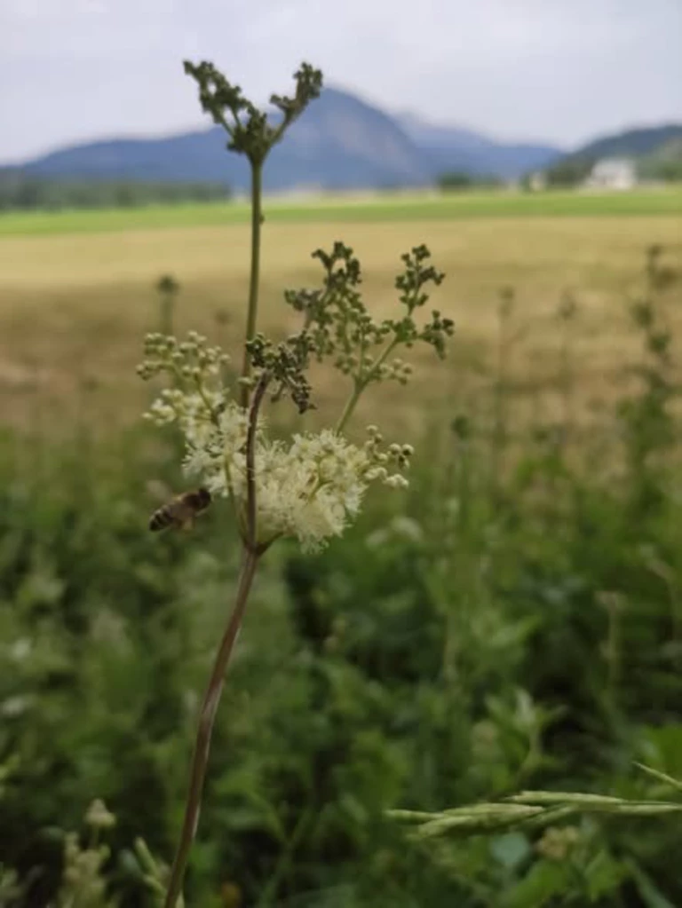 Des parfums atypiques spécifiques à nos montagnes ! - Bienvenue