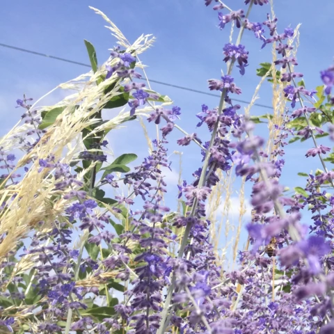 PEPINIERE DE FLEUR EN FLEUR