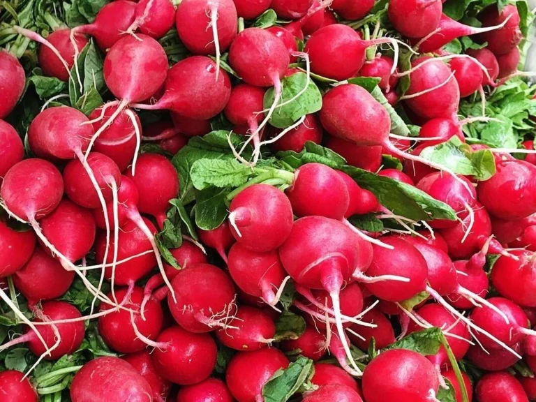 Les Maraichers de l'Auberdière pour une alimentation saine et locale au quotidien - Les Maraîchers de l'Auberdière