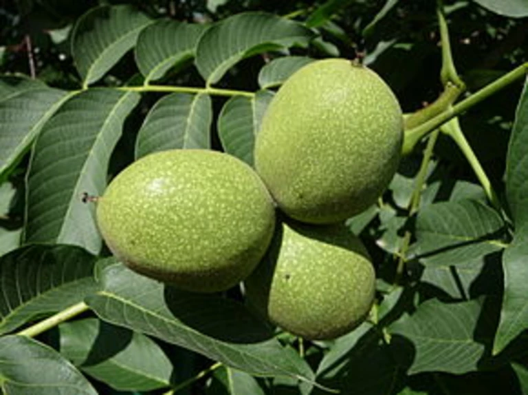 Produits locaux Beaulieu sur Dordogne - DIVANOIX