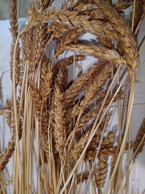 les différents épis de blé - MOULIN TRACOL