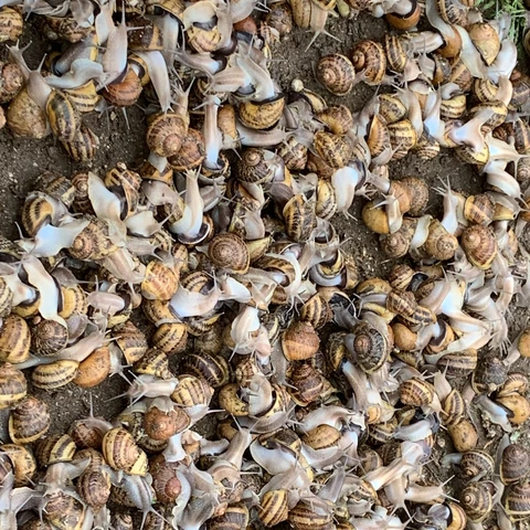 L'Escargot de Mouliherne