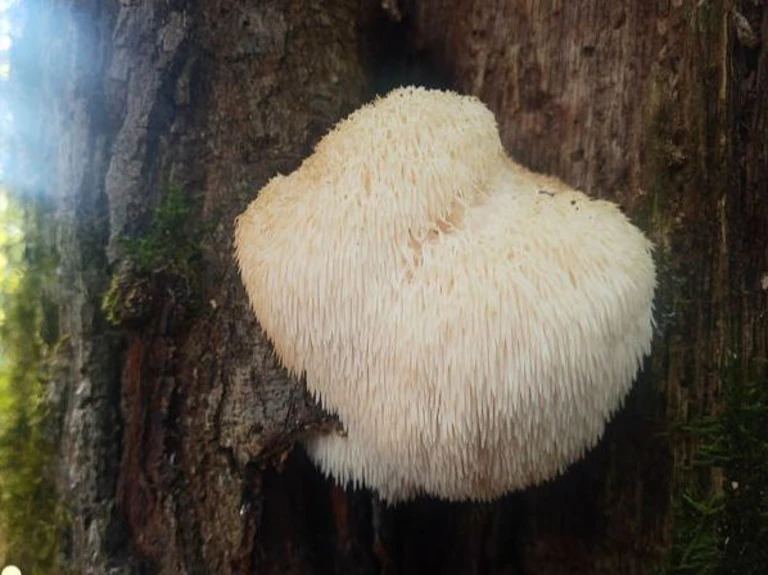 # Crinière de Lion (Hericium erinaceus) - La Grotte aux Champignons