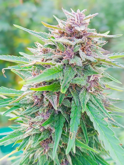 Biscanna 40