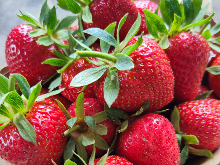 Cueillette de fruits rouges et haricots verts