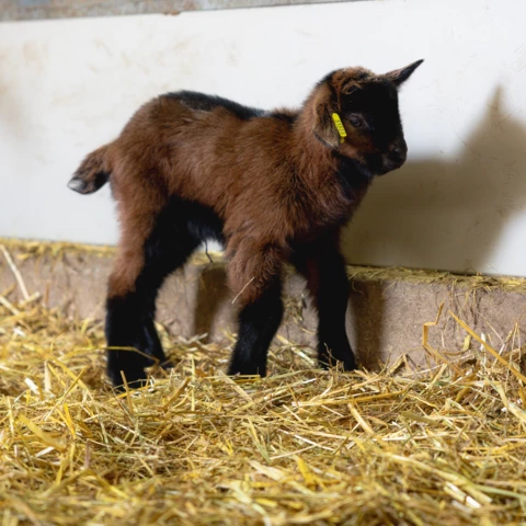FERME DE LA BROSSE