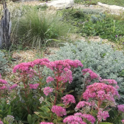 PEPINIERE DE FLEUR EN FLEUR