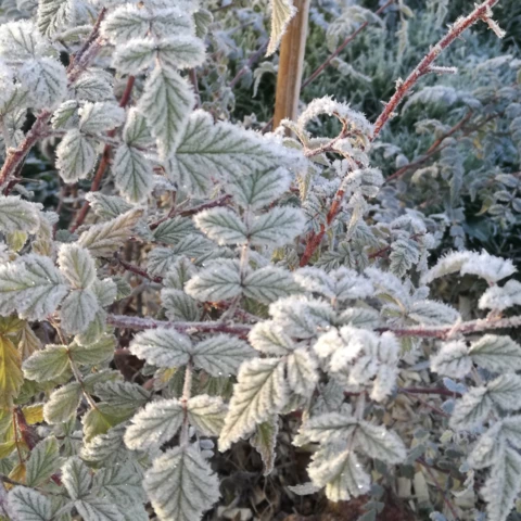 PEPINIERE DE FLEUR EN FLEUR