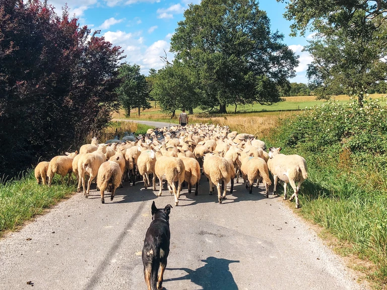 Notre approche - Ferme Cinsî