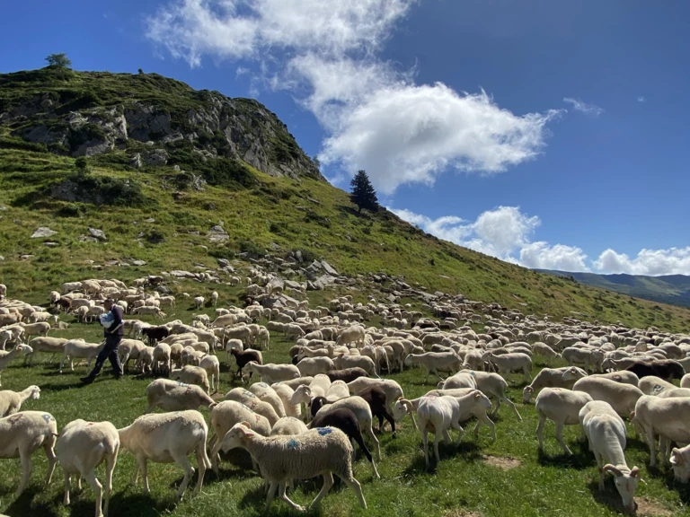 Carnailles l'aboutissement de plusieurs générations - Carnailles