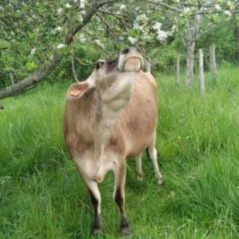 La Ferme des Muses